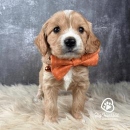 Hook - Red male Companion Cross puppy in Utah County, Utah from Big Hearted Breeders