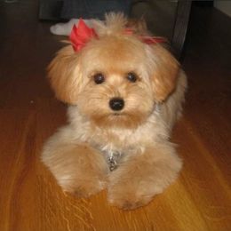 Maltipoo All Grown Up from Maltipoo FurBabies