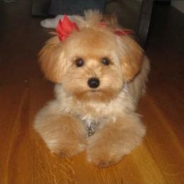 Maltipoo All Grown Up from Maltipoo FurBabies