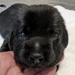 Labrador Retrievers from Shely's Labrador Retrievers