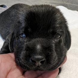 Labrador Retrievers from Shely's Labrador Retrievers