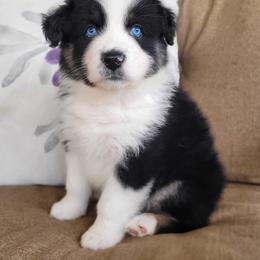 Australian Shepherd Puppies from RussKris Farms Aussies