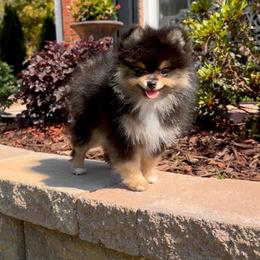 Puppy 3 - Black and tan parti male Pomeranian puppy in Kennesaw, Georgia from Cream Puffs Pomeranians