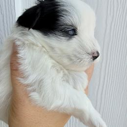 Onyx - Parti male Miniature Schnauzer puppy in Bluffdale, Utah from Mountain Point Schnauzers