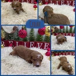 Cedar - Red  male Goldendoodle puppy in Wayland, New York from Loris Pampered Pooches💕