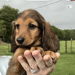 Dachshund Puppies from Sweet Heaven Dachshunds