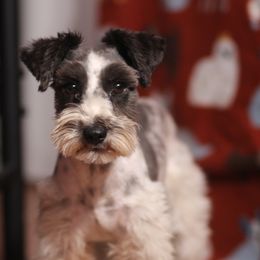 Sonic - Miniature Schnauzer