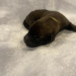 Mahogany - Mahogany female xDutch Shepherd puppy in Chelsea, Alabama from Alliance K9