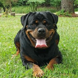 Rottweilers from DK's Rottweilers