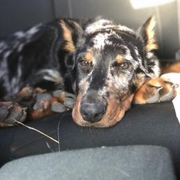 Beauceron and Doberman Pinscher Puppies from Elitehaus