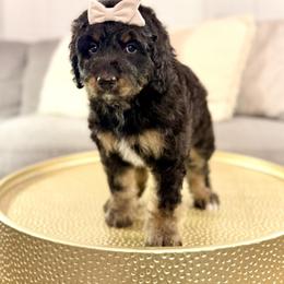 Girl 1 - Phantom female Bernedoodle puppy in Salt Lake County, Utah from Coco Avenue Pups