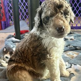 Rocket - Red merle male Aussiedoodle puppy in Springfield, Missouri from Doodle Dandy Bernedoodles & Aussiedoodles