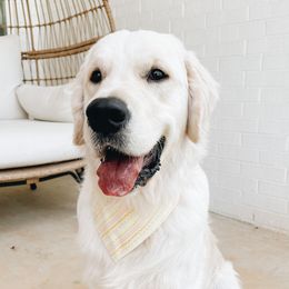 Navy - Golden Retriever