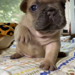 French Bulldog puppies from Divine Hill Farm