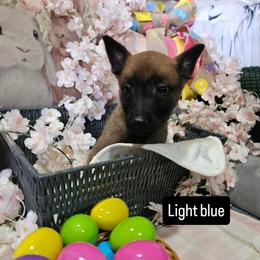 Light Blue - Red sable male Belgian Malinois puppy in Steelville, Missouri from Chaland