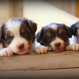 Australian Shepherds from Gypsy Creek Aussies & Stock Dogs