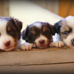 Australian Shepherds from Gypsy Creek Aussies & Stock Dogs