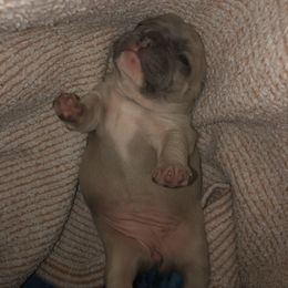 French Bulldog Puppies from 360° Frenchies
