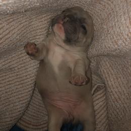 French Bulldog Puppies from 360° Frenchies