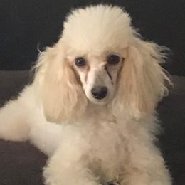 Ellie  - Poodle