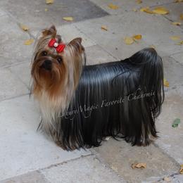 Charmie - Yorkshire Terrier