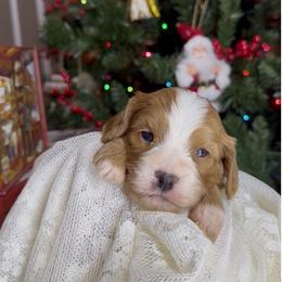 Aspen - Red female Cavapoo puppy in Melissa, Texas from Southern Love Cavapoos & Maltipoos
