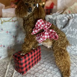 Paprika - Poodle