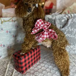 Paprika - Poodle