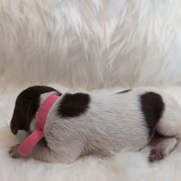 Pink - Liver roan female German Shorthaired Pointer puppy in Highland, Illinois from Big Daves Bird Dogs LLC,  BDBD