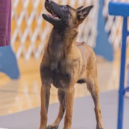 Belgian Malinois Puppies from Fromage Malinois