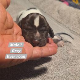 Grey - Liver roan male German Shorthaired Pointer puppy in Dahlonega, Georgia from Pointer Mountain Bird Dogs