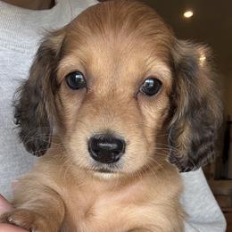 Miney - Cream female Dachshund puppy in West Plains, Missouri from Little Legs Legacy