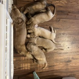 Dachshund Puppies from Honey Creek Dachshunds