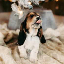 Basset Hound and Dalmatian Puppies from Lazy B Bassets and Dalmatians
