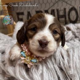 Cherie' - Piebald female Dachshund puppy in Fayetteville, West Virginia from Loop Creek Dachshunds
