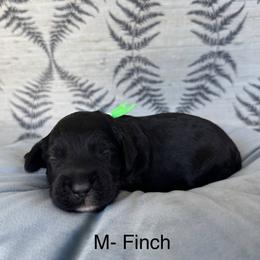 Finch - Black male Australian Labradoodle puppy in Morgan Hill, California from Loving Labradoodles