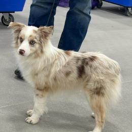 Phoenix - Miniature American Shepherd