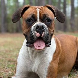 Boxers from Mischievous Boxers