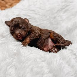 Archie - Chocolate male Goldendoodle puppy in Iola, Texas from Supreme Doodles of Texas