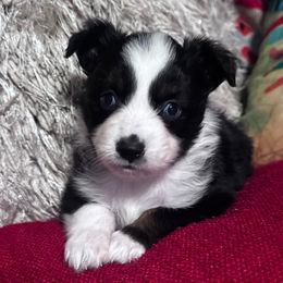 Stitches - Black tri female Toy Australian Shepherd puppy in Mount Airy, North Carolina from Brickell Farms
