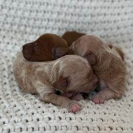 Male 2 - Apricot male Goldendoodle puppy in Modesto, California from Central Valley Canine Companions