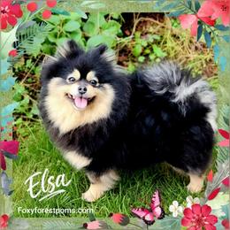 Elsa - Pomeranian