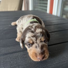 Green collar - Dapple male Dachshund puppy in Paradise, Texas from Cap Ranch Miniature Dachshunds