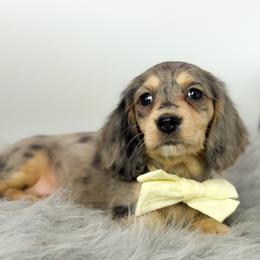 Female 1 - Dapple female Dachshund puppy in Moses Lake, Washington from Evergreendox Dachshunds