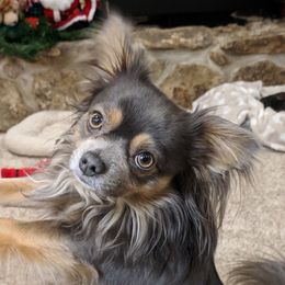 Bo - Chihuahua