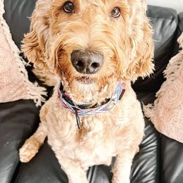 Bernedoodles and Goldendoodles from Doodle Dues