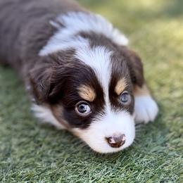 Mila (Dakota) - Red tri-color female Australian Shepherd puppy in Ramona, California from Blue Moon Aussies