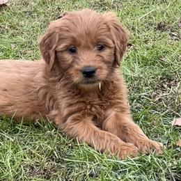 Ready for Christmas - Light Blue collar female - Red  female Goldendoodle puppy in Etowah, North Carolina from Lance Doodle Farm