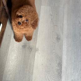 Robyn - Poodle
