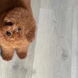 Robyn - Poodle